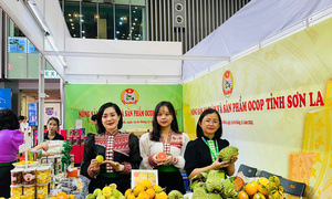 Sơn La đưa nông sản vươn xa: Từ vùng cao đến thị trường quốc tế