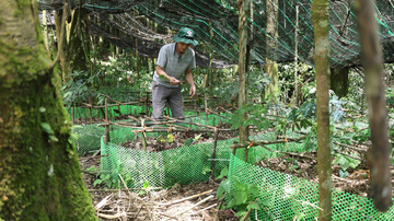 Người vùng cao xứ Thanh tìm thấy tương lai nhờ cây dược liệu