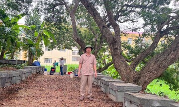 Từ nghèo khó vươn lên nhờ vườn nhãn hữu cơ “tiến vua” Hưng Yên