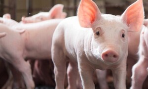 Giá heo hơi hôm nay 18/7: Tiếp đà lao dốc, nhiều nơi về mốc 63.000 đồng/kg