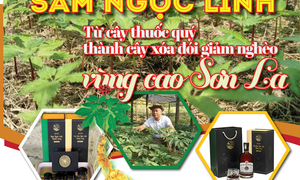 Longform | Sâm Ngọc Linh: Từ cây thuốc quý thành cây xóa đói giảm nghèo vùng cao Sơn La