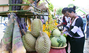 Ngát hương sầu riêng từ vùng núi Khánh Sơn