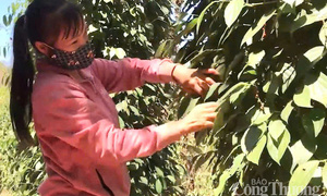 Giá tiêu hôm nay 21/7/2025: Thị trường trong nước duy trì ổn định