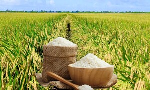 Giá lúa gạo hôm nay ngày 20/7 và tuần qua ít biến động