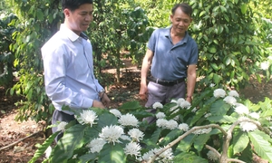 Du lịch canh nông: Thêm ‘lối mở’ mới cho nông sản Đắk Lắk