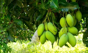 Nông sản Việt: Ngon thôi chưa đủ