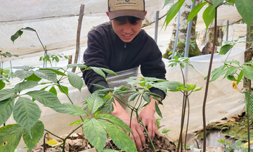 Quảng Ngãi: Xã miền núi Tu Mơ Rông cất cánh từ nông nghiệp bản địa