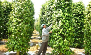 Lâm Đồng mở thị trường cho 'vàng đen'