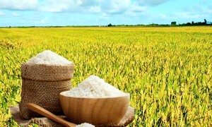 Giá lúa gạo hôm nay ngày 22/7: Gạo nguyên liệu xuất khẩu tiếp đà tăng