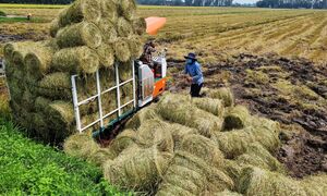 Biến “rác nâu” thành “vàng xanh”: Nút gỡ cho nông nghiệp bền vững