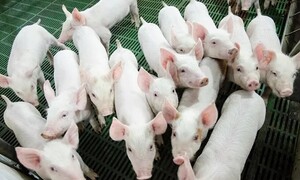 Giá heo hơi hôm nay ngày 23/7/2025: Tiếp đà lao dốc