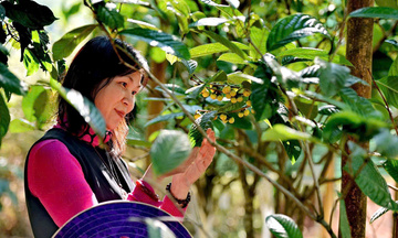 Hành trình hồi sinh 'nữ hoàng trà Việt' giữa rừng xanh Thái Nguyên