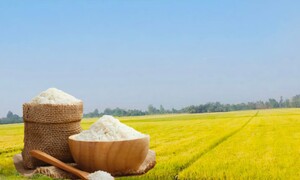 Giá lúa gạo hôm nay ngày 23/7: Gạo xuất khẩu tiếp đà tăng nhẹ