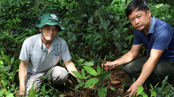 Cây dược liệu: ‘Cánh cửa’ thoát nghèo của bà con dân tộc thiểu số