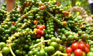 Hồ tiêu Việt Nam cần đẩy mạnh chế biến sâu để tăng giá trị xuất khẩu