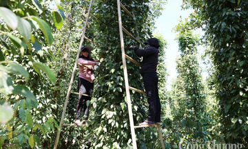 Giá tiêu hôm nay 25/7/2025: Thị trường trong nước neo mức cao