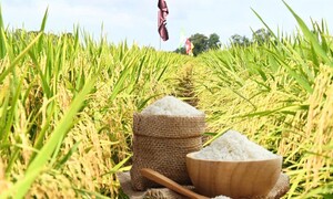 Giá lúa gạo hôm nay ngày 24/7: Gạo nguyên liệu xuất khẩu tiếp đà tăng