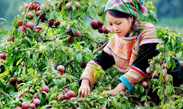 Thương hiệu quốc gia cho sản phẩm miền núi: Cần có tiêu chí riêng