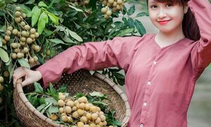 Chơi vơi mùa nhãn