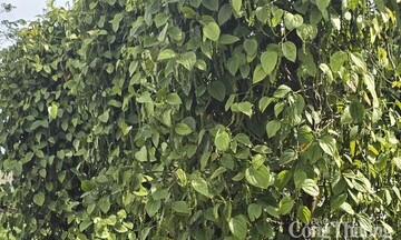 Anh tăng mạnh nhập khẩu tiêu Việt Nam nửa đầu năm 2025