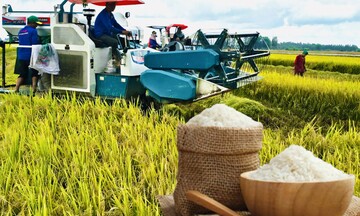 Giá lúa gạo hôm nay ngày 25/7: Gạo xuất khẩu biến động, lúa vững giá