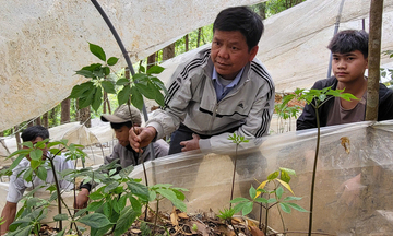 Đồng bào dân tộc thiểu số ở miền núi Quảng Ngãi thoát nghèo nhờ cây dược liệu
