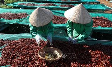 Tin Công Thương 28/7: Bộ Công Thương tháo gỡ khó khăn cho doanh nghiệp xuất khẩu nông sản