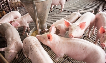 Giá heo hơi hôm nay 28/7/2025: Tiếp tục giảm nhẹ