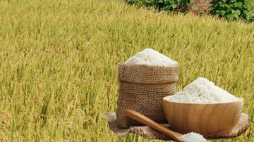 Giá lúa gạo hôm nay ngày 29/7: Lúa tươi xu hướng tăng