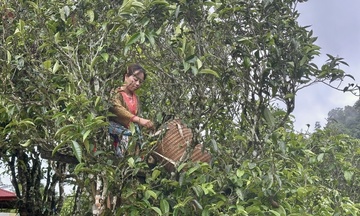 Sín Chải: Nơi bạch trà ‘thức dậy’ và tỏa hương trên thị trường OCOP