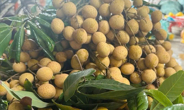 Nhãn lồng đầu mùa vừa xuống chợ đã 'chiếm sóng' thị trường