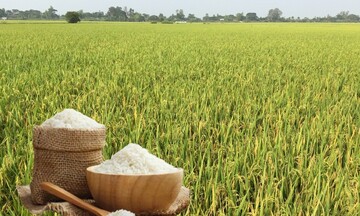 Giá lúa gạo hôm nay ngày 31/7: Gạo nguyên liệu xuất khẩu đảo chiều giảm