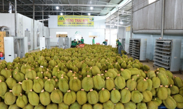 Sầu riêng đảo chiều tăng mạnh, kim ngạch xuất khẩu lập đỉnh 9 tháng