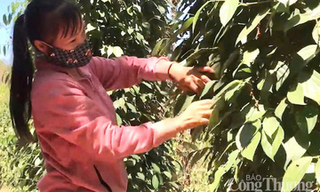 Giá tiêu hôm nay 1/8/2025: Thị trường trong nước phục hồi
