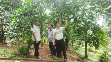 Bưởi đường Soi Hà: Ngọt lành từ miền núi Tuyên Quang