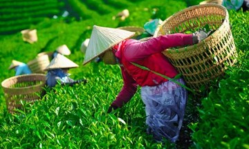 Xuất khẩu chè khởi sắc, hướng đến thị trường khó tính