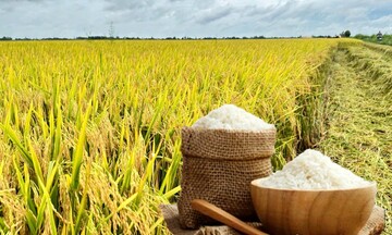 Giá lúa gạo hôm nay ngày 2/8: Gạo nguyên liệu xuất khẩu tăng giảm trái chiều