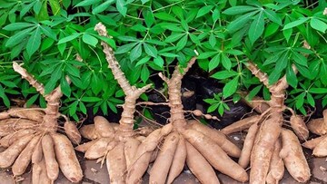 Sắn Việt Nam chiếm hơn 33% thị phần nhập khẩu của Trung Quốc