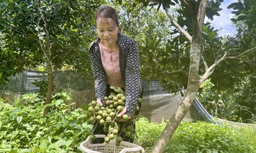 Mắc-ca bén rễ vùng cao Lai Châu, mang hy vọng xóa đói giảm nghèo cho người dân