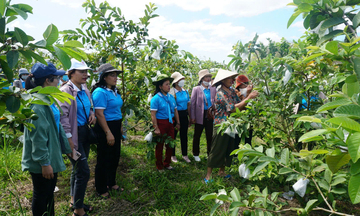 Xã biên giới Quảng Ngãi khởi sắc nhờ OCOP và nông nghiệp công nghệ cao