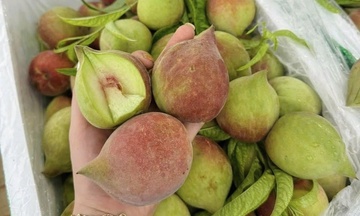 Đào mỏ quạ hút khách, giá cao vẫn 'cháy hàng'
