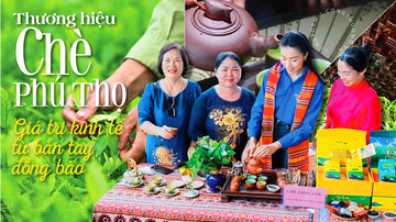 Longform | Thương hiệu chè Phú Thọ: Giá trị kinh tế từ bàn tay đồng bào
