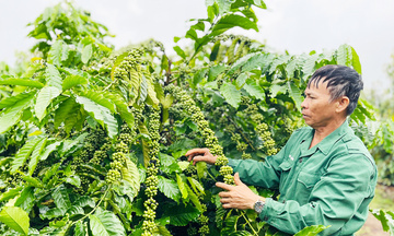 Nông nghiệp hữu cơ: Mũi nhọn mới trong công cuộc giảm nghèo ở Gia Lai