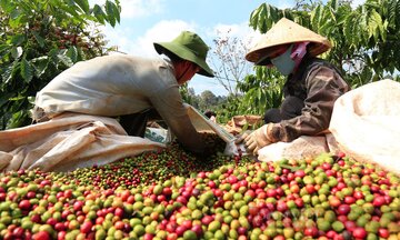 Nông sản, thủy sản Việt Nam đón cơ hội lớn tại thị trường Ai Cập