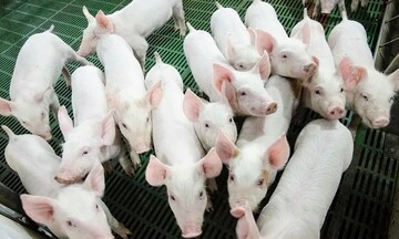 Giá heo hơi hôm nay ngày 5/8/2025: Bất ngờ đi ngang trên cả 3 miền