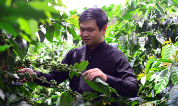 Giá cà phê hôm nay 5/8/2025: Trong nước đảo chiều giảm nhẹ trong phiên hôm nay