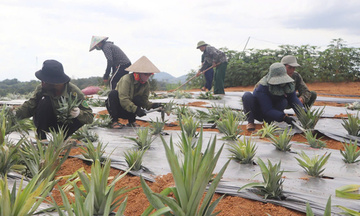 Trái ngọt trên vùng đất khắc nghiệt: Dứa mở lối giảm nghèo ở Hà Tĩnh