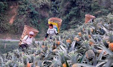Xanh đồi chè, vàng trái dứa: Lối mở thoát nghèo cho vùng cao Bản Lầu
