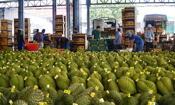 Đắk Lắk: Nói không với chất cấm trong trái cây tỷ đô