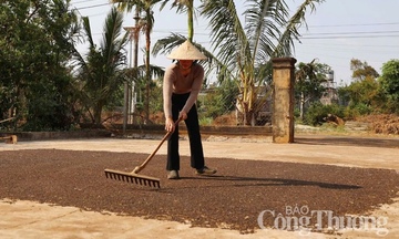 Dự báo giá tiêu trong nước ngày mai 7/8/2025: Giữ mốc 140.000 đồng/kg
